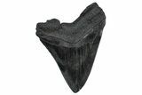 Fossil Megalodon Tooth - South Carolina #360783-2